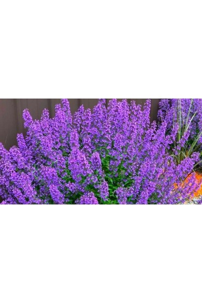Непета/Котовник Фассена ‘Лагуна Блю’